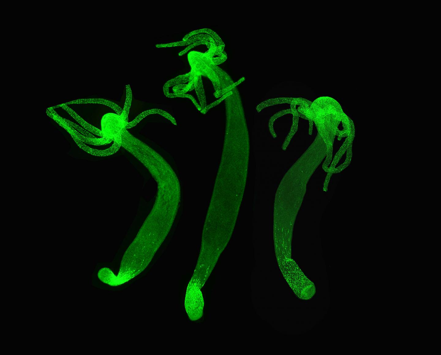 Kraken forum