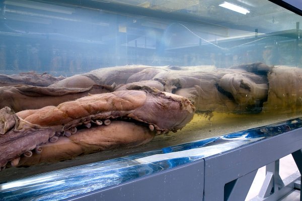 Kraken актуальные зеркала krakentor site