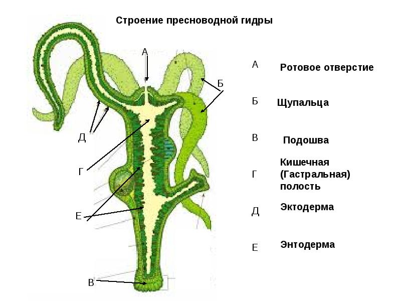 Пользователь не найден кракен даркнет